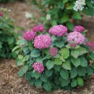 Hydrangea Flower Plant হাইড্রেঞ্জা ফুল গাছ - Image 7
