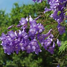 images - 2026-06-17T210616.328 Jacaranda Flower Tree Plant জ্যাকারান্ডা গাছ - Image 4