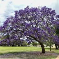 Jacaranda Flower Tree Plant জ্যাকারান্ডা গাছ - Image 6
