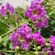 Jarul Flower Plant জারুল ফুল গাছ - Image 2