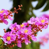 Jarul Flower Plant জারুল ফুল গাছ - Image 3