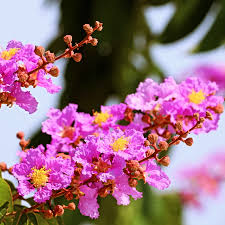 images - 2026-06-17T212246.852 Jarul Flower Plant জারুল ফুল গাছ - Image 3