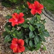 Joba Flower Plant জবা ফুল গাছ - Image 4