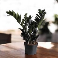 Black ZZ Plant ব্ল্যাক জি জি প্ল্যান্ট - Image 3