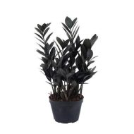 Black ZZ Plant ব্ল্যাক জি জি প্ল্যান্ট - Image 4