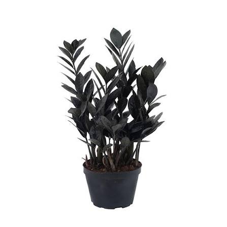 images (23) Black ZZ Plant ব্ল্যাক জি জি প্ল্যান্ট - Image 4