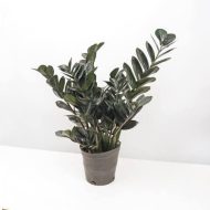 Black ZZ Plant ব্ল্যাক জি জি প্ল্যান্ট - Image 5