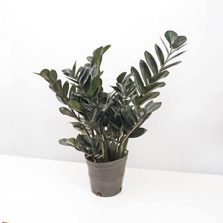 images (24) Black ZZ Plant ব্ল্যাক জি জি প্ল্যান্ট - Image 5