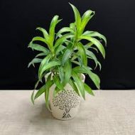 Lucky Bamboo লাকি ব্যাম্বু - Image 5