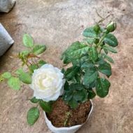 White Rose Plant সাদা গোলাপ গাছ - Image 5
