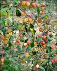 আপেল কুল গাছ / Apple Kul (Bau Kul) Plant - Image 3