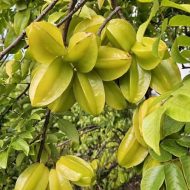 Sweet Starfruit Tree মিষ্টি কামরাঙ্গা গাছ - Image 4