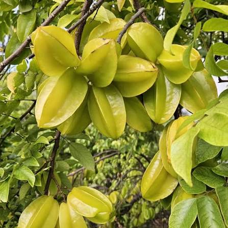 images (31) Sweet Starfruit Tree মিষ্টি কামরাঙ্গা গাছ - Image 4