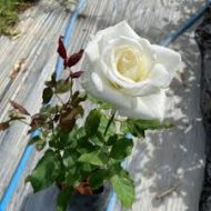 White Rose Plant সাদা গোলাপ গাছ - Image 6