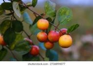 আপেল কুল গাছ / Apple Kul (Bau Kul) Plant - Image 4