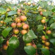 আপেল কুল গাছ / Apple Kul (Bau Kul) Plant - Image 2