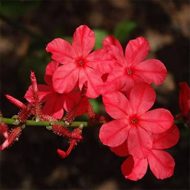 Red Plumbago লাল চিতা - Image 2