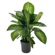 Dieffenbachia Tropic Snow ডিইফেনবাকিয়া ট্রপিক স্নো - Image 2