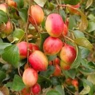 আপেল কুল গাছ / Apple Kul (Bau Kul) Plant - Image 6