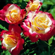 Double Delight Rose Plant ডাবল ডিলাইট গোলাপ গাছ - Image 2