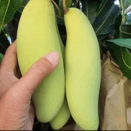 Banana Mango ব্যানানা ম্যাংগো - Image 3