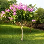 জারুল ফুল গাছের চারা - Jarul plant for sale in Bangladesh