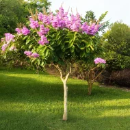 জারুল ফুল গাছের চারা - Jarul plant for sale in Bangladesh