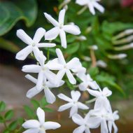Jui Flower Plant জুঁই ফুল গাছ - Image 4
