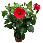 Joba Flower Plant Price in Bangladesh | জবা ফুল গাছ | Plant In BD