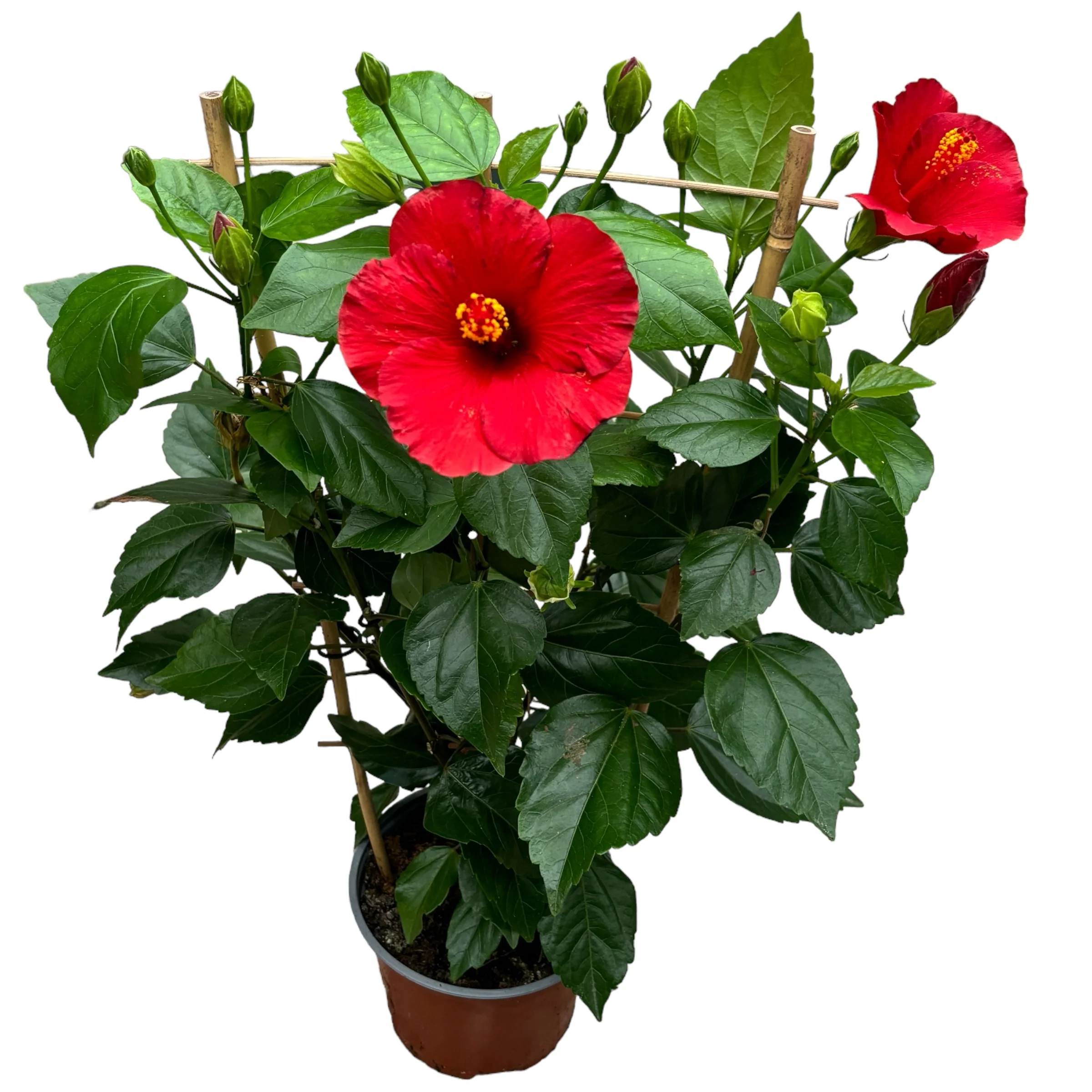 Joba Flower Plant Price in Bangladesh | জবা ফুল গাছ | Plant In BD