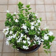 Jui Flower Plant Price in Bangladesh | জুঁই ফুল গাছ | Jasmine Plant