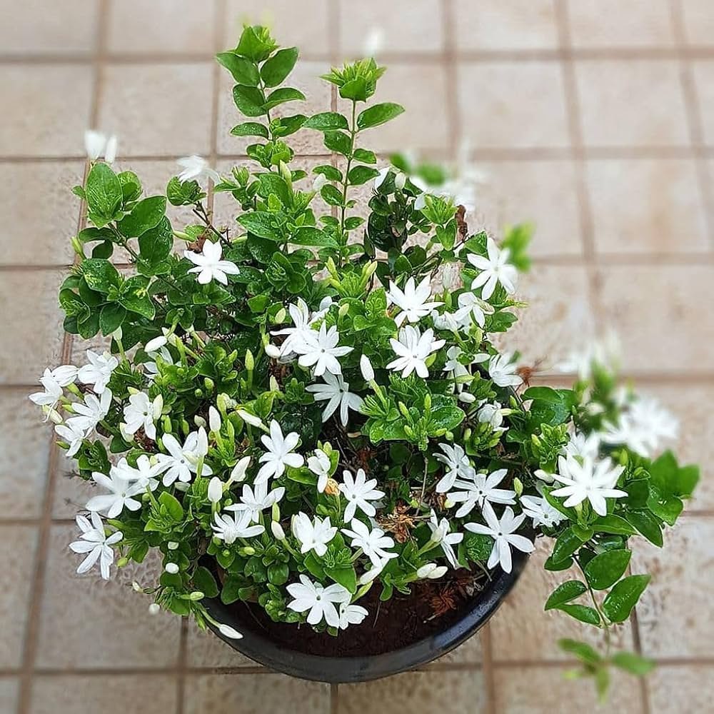 Jui Flower Plant Price in Bangladesh | জুঁই ফুল গাছ | Jasmine Plant