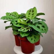 কারসোভেনা গাছের চারা - Soursop plant for sale in Bangladesh