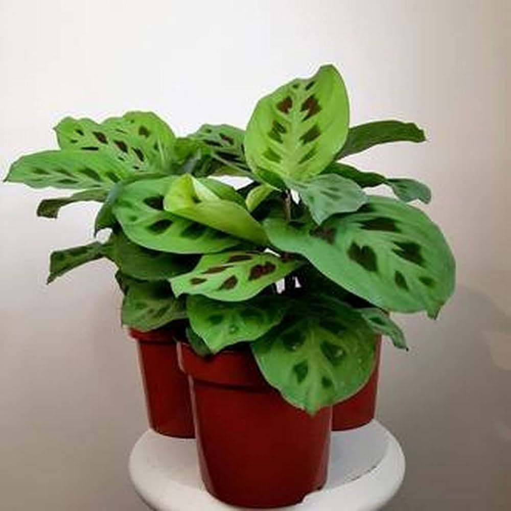 কারসোভেনা গাছের চারা - Soursop plant for sale in Bangladesh