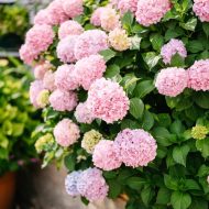 Hydrangea Flower Plant হাইড্রেঞ্জা ফুল গাছ - Image 3