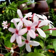 কপসিয়া ফুল গাছের চারা - Kopsia plant for sale in Bangladesh