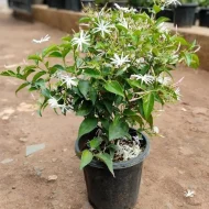 Jui Flower Plant জুঁই ফুল গাছ - Image 3
