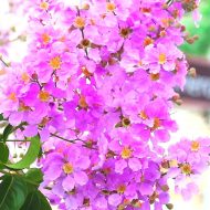 Jarul Flower Plant জারুল ফুল গাছ - Image 5