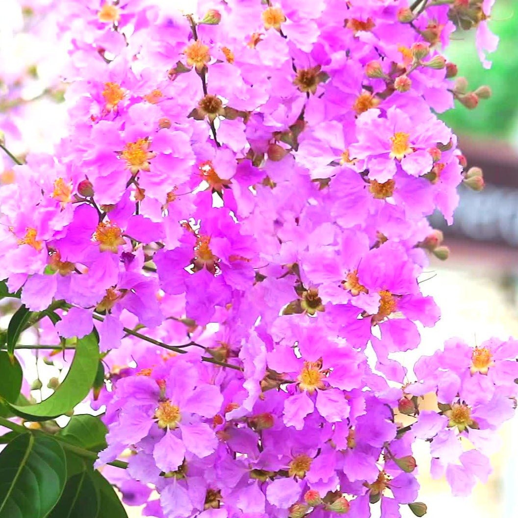 lagerstroemia-speciosa-pink-flowers-blooming-free-video Jarul Flower Plant জারুল ফুল গাছ - Image 5