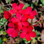 Red Aglaonema Plant Price in Bangladesh | লাল চিতা গাছ