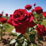 Red Rose Plant Price in Bangladesh | লাল গোলাপ গাছ