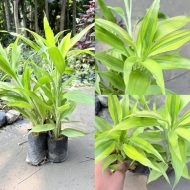 লাকি ব্যাম্বু গাছের চারা - Lucky bamboo plant for sale in Bangladesh