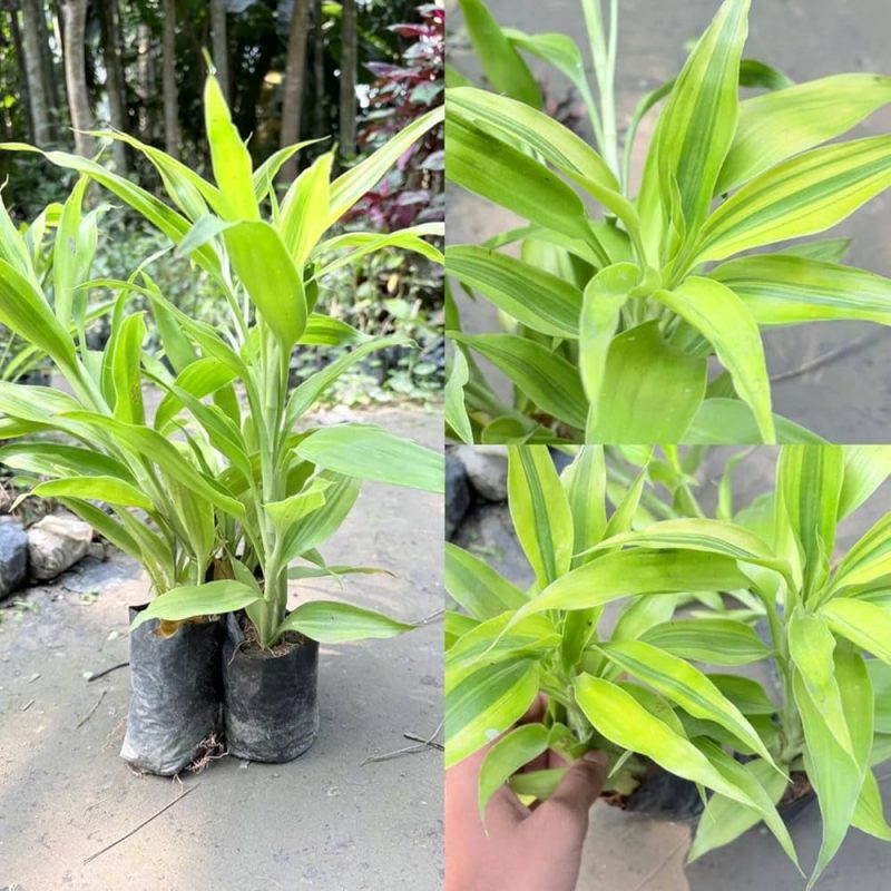 লাকি ব্যাম্বু গাছের চারা - Lucky bamboo plant for sale in Bangladesh