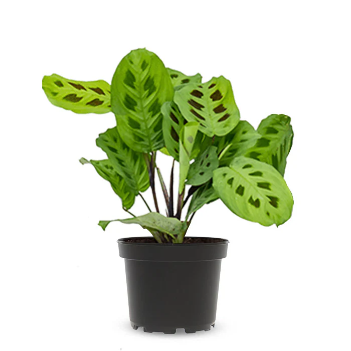 maranta-leuconeura-kerchoveana (1) karsovena Plant কারসোভেনা ফল গাছ - Image 3