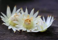 bokul-flowe