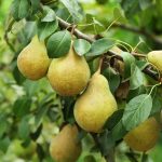 নাশপাতি গাছের চারা - Pear fruit plant for sale in Bangladesh