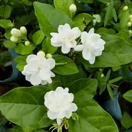 Chiness Tagar চাইনিজ টগর - Image 3
