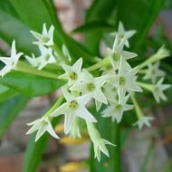hasna hena plant হাসনা হেনা ফুল গাছ - Image 4