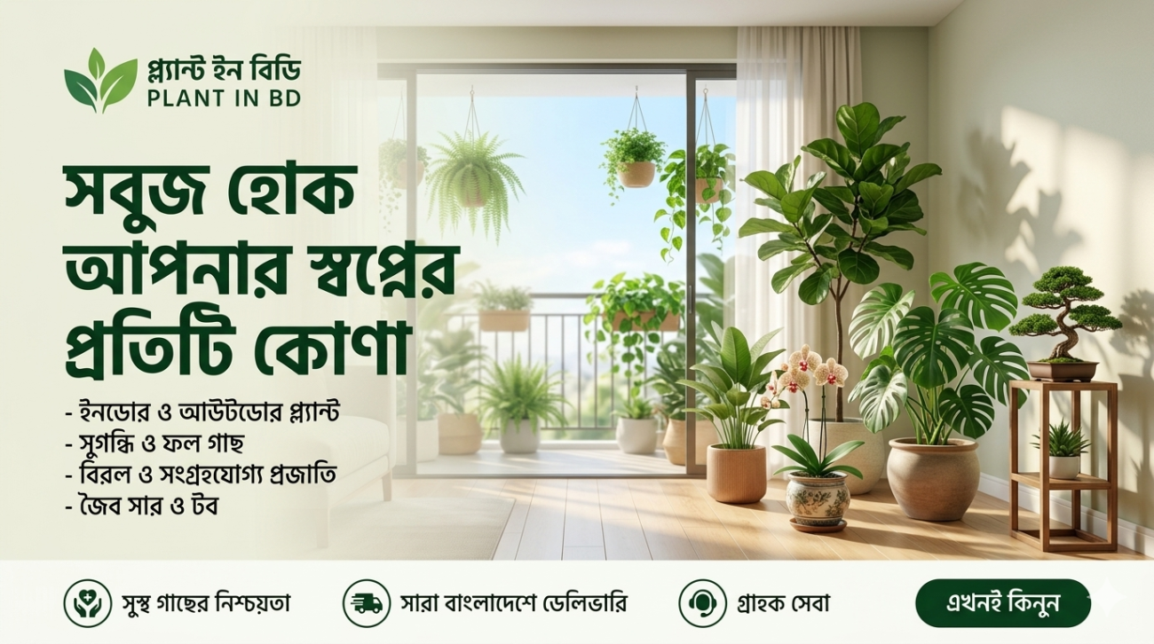প্ল্যান্ট ইন বিডি - বাংলাদেশে ইনডোর ও আউটডোর গাছ কেনার অনলাইন শপ