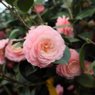Camellia Flower Plant ক্যামেলিয়া ফুল গাছ - Image 5